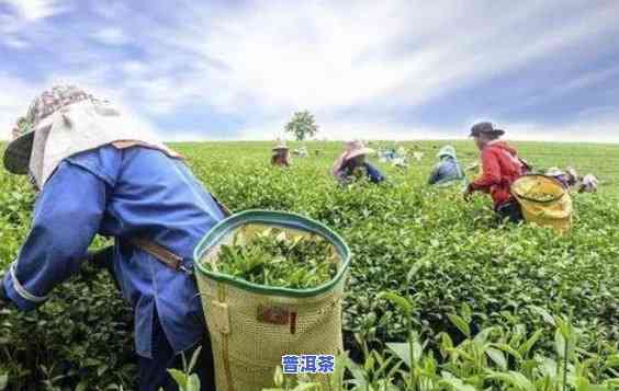 茶农卖的普洱茶能喝吗-茶农卖的普洱茶能喝吗