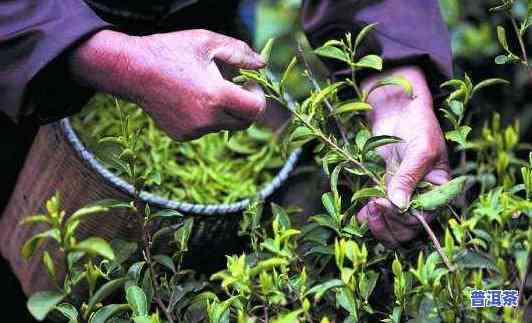 茶农卖的普洱茶能喝吗-茶农卖的普洱茶能喝吗