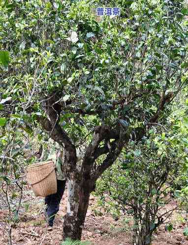 普洱茶基地茶农直销古树茶，原产地价格保证