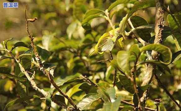 糯米山的普洱茶怎么样-糯米山的普洱茶怎么样好喝吗