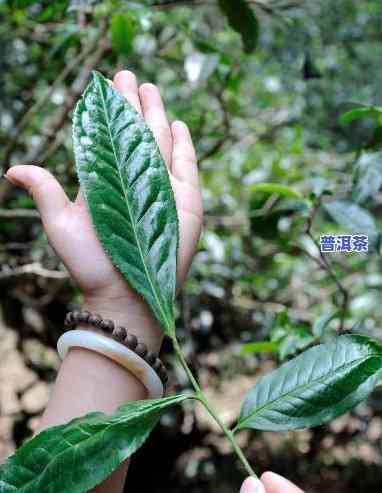 茶树王的茶叶好吗，揭秘茶树王：其茶叶品质究竟怎样？