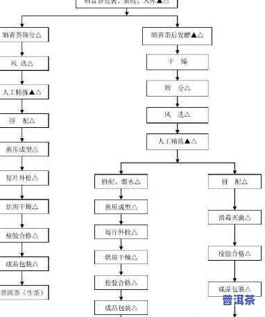 普洱茶加工工艺流程视频，深入熟悉普洱茶：探索其特别的加工工艺流程