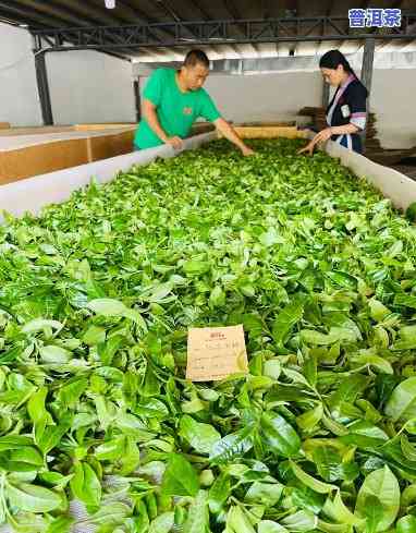 普洱茶叶加工厂，探访普洱茶叶加工厂：揭秘传统制茶工艺与现代科技的融合