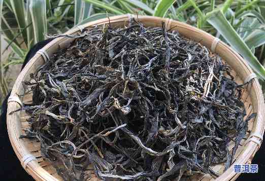 熟普洱饼茶和散茶哪个好，比较分析：熟普洱饼茶与散茶的优劣，哪个更好？