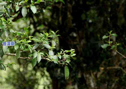 普洱茶是什么，解密普洱茶：一种特别的茶叶品种