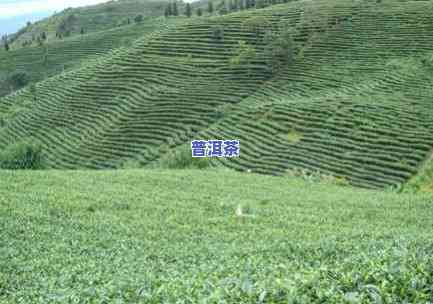 勐海茶山普洱茶：产地、价格一览