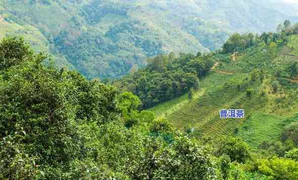 普洱茶什么地方可以种-普洱茶什么地方可以种植