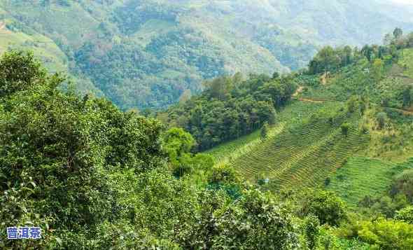 云南横断山普洱茶直播-横断山普洱茶特点