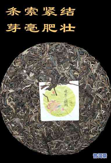 拔玛普洱春茶怎么样-拔玛普洱春茶怎么样好喝吗