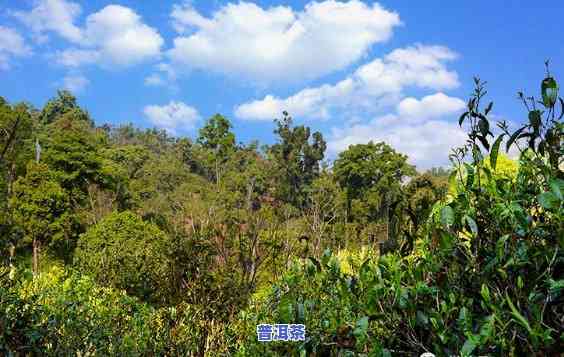 老班章和老茶头，探寻普洱茶的两大瑰宝：老班章与老茶头