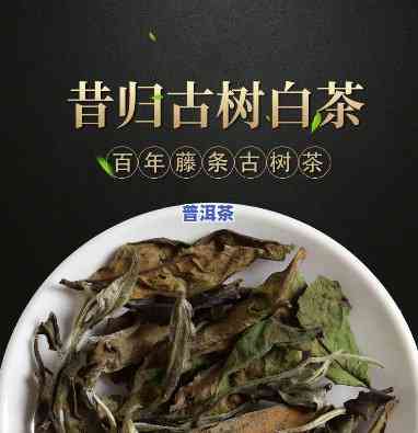 古树白茶算普洱茶类吗-古树白茶算普洱茶类吗