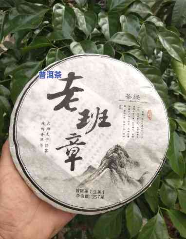 老班章寨古树茶特征-老班章老寨