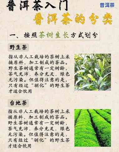 普洱茶属于哪个茶叶类别，揭秘普洱茶的茶叶类别归属