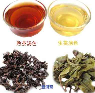 普洱茶属于哪个茶叶种类，揭秘茶叶种类：普洱茶属于哪一类？