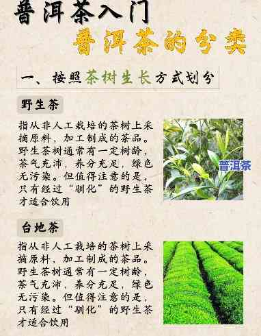 普洱茶属于哪个茶叶种类，揭秘茶叶种类：普洱茶属于哪一类？