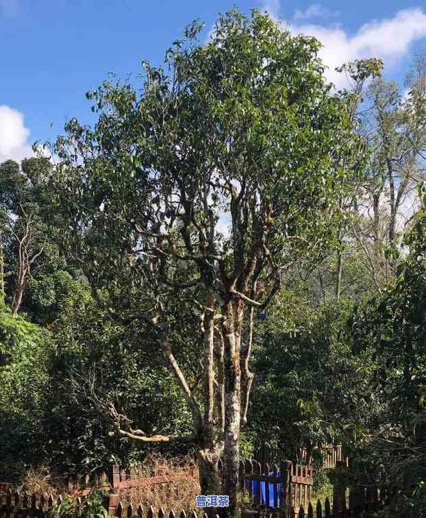 老班章泡出来的茶叶-老班章怎样泡茶