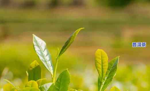 普洱茶新叶图片高清图大全，精美高清！普洱茶新叶图片大全，一茶叶新生的美丽瞬间！