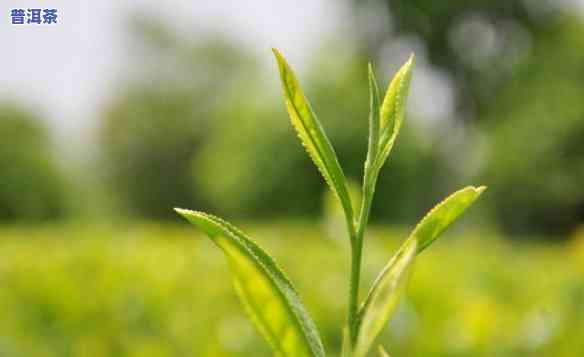 普洱茶新叶图片高清图大全，精美高清！普洱茶新叶图片大全，一茶叶新生的美丽瞬间！