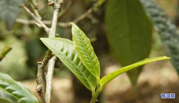 普洱茶新叶高清图片大全