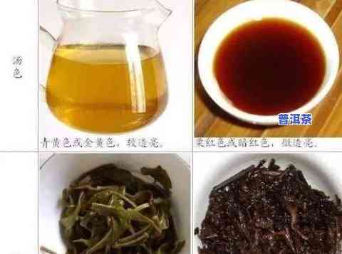 大红袍普洱茶：品种、口感及比较