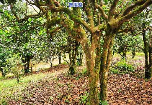 昆明南糯山老班章村-云南老班章村