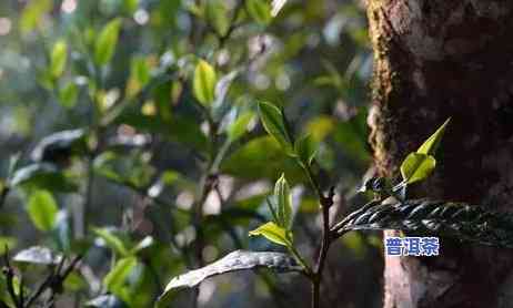 普洱茶四季都能喝吗，一年四季都适合饮用的茶叶——普洱茶