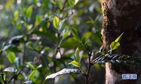 普洱茶四季都能喝吗，一年四季都适合饮用的茶叶——普洱茶