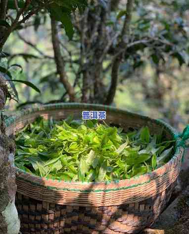 普洱茶一年四季怎么样-普洱茶一年四季怎么样啊