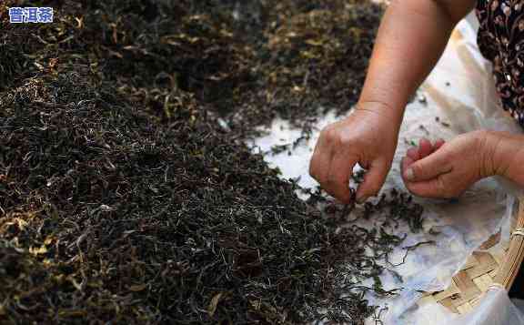 普洱茶制作怎样提香的-普洱茶制作怎样提香的方法