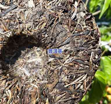 云南普洱茶古树普洱茶-云南古树普洱茶多少钱一斤