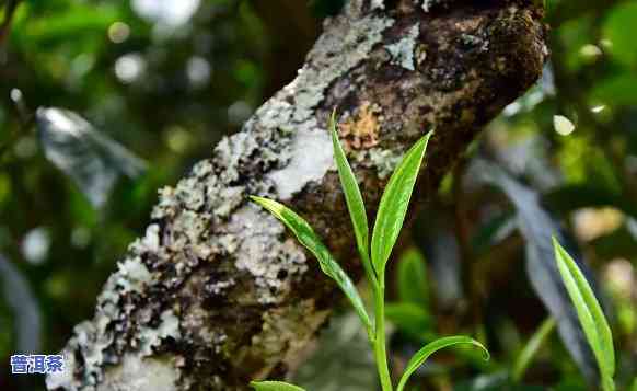 正宗古树普洱茶价格：多少钱一斤？一般多少钱？