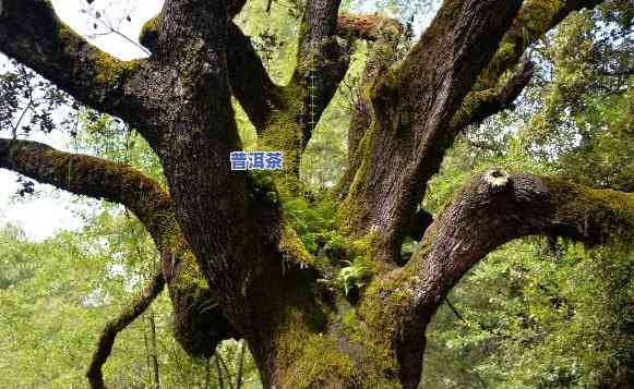 生来7p古树，探索神秘的古树：生来7P的奇妙旅程