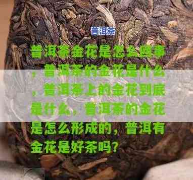 金花普洱茶价格：最新行情与购买指南