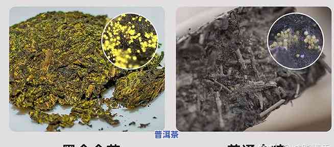 普洱金花茶价格多少钱？详细报价在这里！