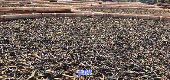 普洱茶加工厂在哪里啊-普洱茶加工厂在哪里啊更好