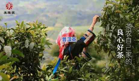 冰岛大金芽普洱熟茶-冰岛金芽普洱茶口感