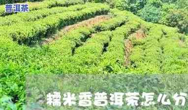 怎样鉴别糯米香普洱茶-怎样鉴别糯米香普洱茶的好坏