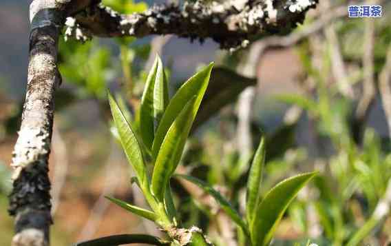 勐库大雪山茶特点解析：口感丰富、韵味独特的古树茶