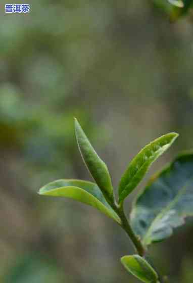 普洱春茶和秋茶价格，探究普洱春茶与秋茶的价格差异