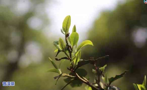 普洱春茶与秋茶：口感比较，哪个更胜一筹？