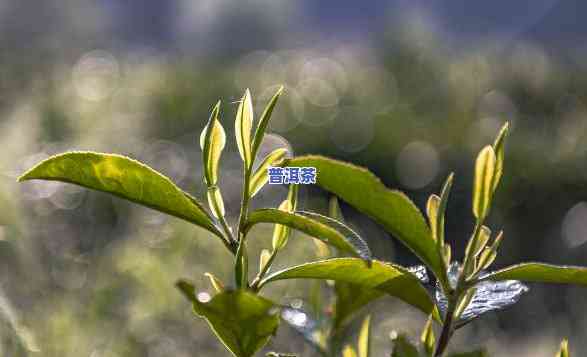 普洱茶一芽二叶的算什么级，普洱茶一芽二叶属于哪个级别的茶叶？