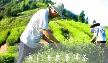 龙门青云普洱茶多少钱一斤，龙门青云普洱茶价格：每斤多少元？