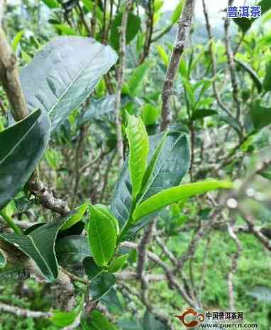 普洱茶树会结果吗？探索其生长周期与果实形成的过程