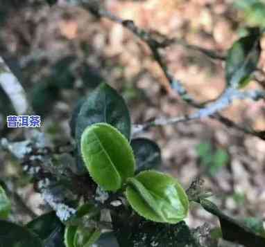 深山老林普洱茶猫耳朵-普洱茶猫耳朵价格