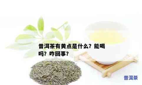 汕尾普洱茶哪家好？价格怎样？