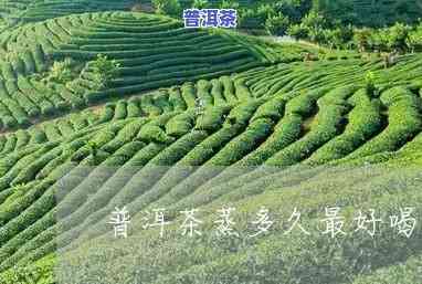 普洱茶蒸煮开茶时间：怎样判断更佳饮用时机？