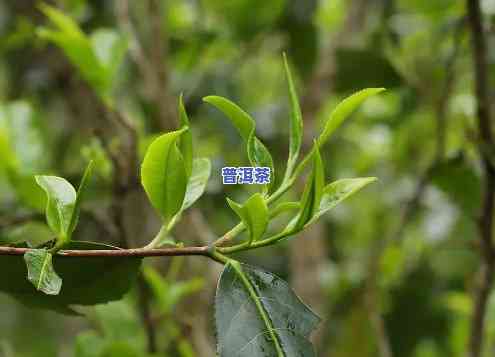 古树普洱茶与普通普洱茶的区别