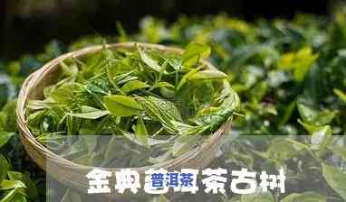 探讨古金普洱茶的价值：一篇论文的研究与分析