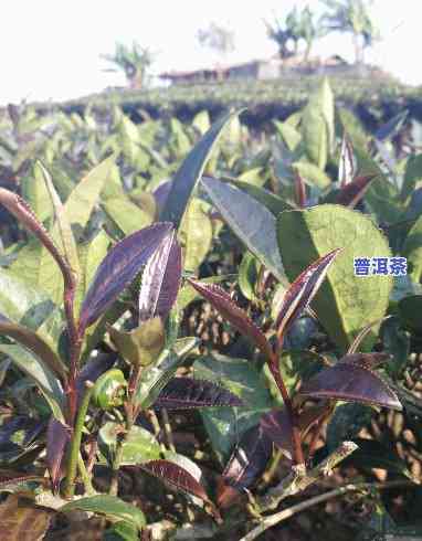 紫娟普洱茶是人工的吗能喝吗，紫娟普洱茶：人工种植还是天然生长？对健康的作用怎样？