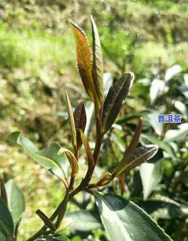 紫娟普洱茶是人工的吗能喝吗，紫娟普洱茶：人工种植还是天然生长？对健康的作用怎样？